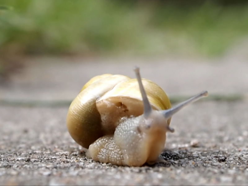 Esteban et l’escargot