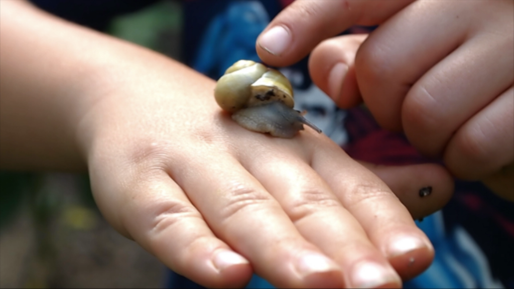 Escargot_2