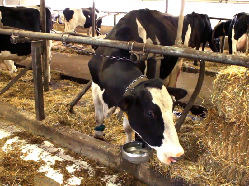 Ferme Strebel et Fils